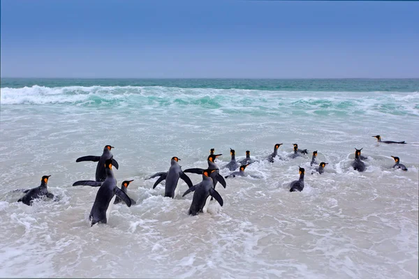 Penguin Colony Swim Group King Penguins Coming Sea Beach Wave — Fotografia de Stock