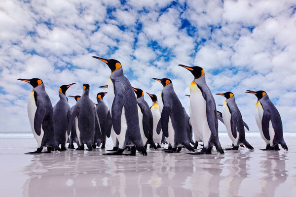 Antarctica wildlife, penguin colony. Group of king penguins coming back from sea to beach with wave and blue sky in background, South Georgia, Antarctica. Blue sky and water bird in Atlantic Ocean. 