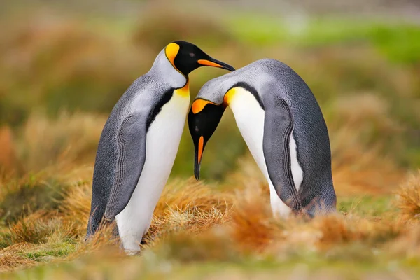 Vogelliefde Natuur Koning Pinguïn Paar Knuffelende Wilde Natuur Twee Pinguïns — Stockfoto