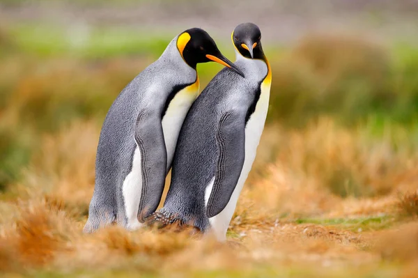 Amor Dos Pássaros Natureza Rei Pinguim Casal Abraço Natureza Selvagem — Fotografia de Stock