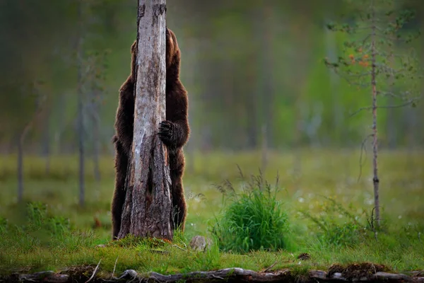 Медведь Стоит Сидит Задних Лапах Кустарниковый Лес Хлопковой Травой Опасное — стоковое фото