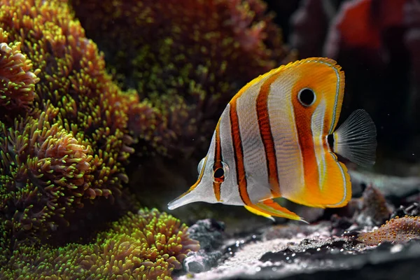 Copperband Butterflyfish Chelmon Rostratus Nature Water Habitat Beaked Coral Fish — Stock Photo, Image