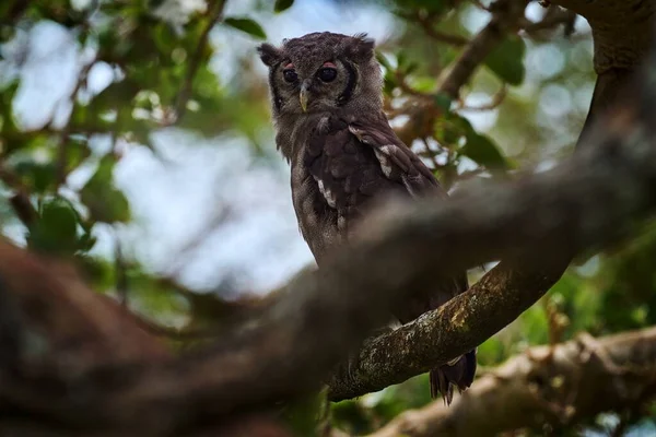 Verreaux Eagle Owl Coruja Africana Rara Habitat Natural Okawango Delta — Fotografia de Stock