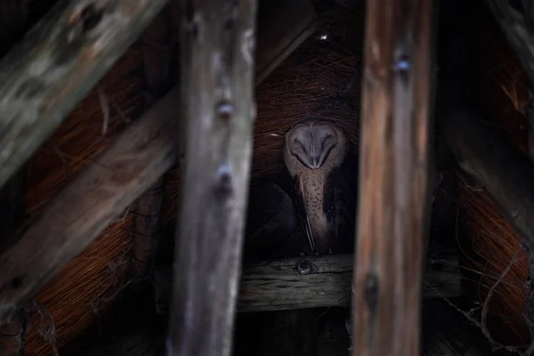 Barn Owl Toto Alba Techo Madera Savuti Chobe Botswana África — Foto de Stock