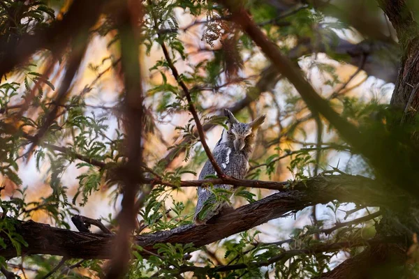 Sydvit Uggla Ptilopsis Granti Fågel Naturmiljön Botswana Uggla Nattskogen Djur — Stockfoto