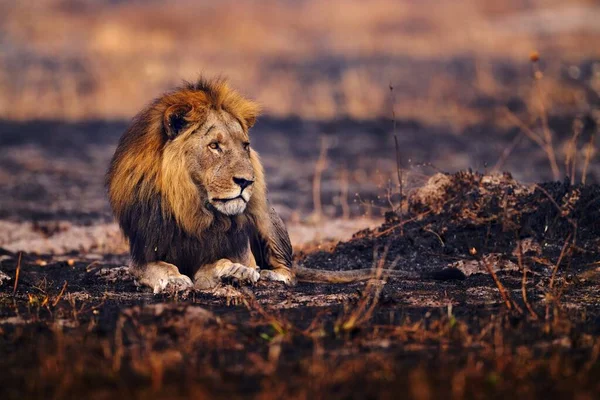 Löwe Feuer Brannte Zerstörte Savanne Tier Brandschutt Löwe Schwarzer Asche — Stockfoto