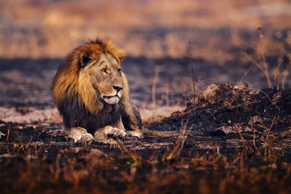 Lion Fire Burned Destroyed Savannah Animal Fire Burnt Place Lion — Stock Photo, Image