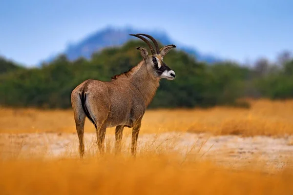 Roan Αντιλόπη Ιπποτράγος Equinus Στο Γρασίδι Βουνό Στο Παρασκήνιο Savuti — Φωτογραφία Αρχείου