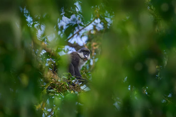 Guenão Macaco Cauda Vermelha Schmidt Cercopithecus Ascanius Está Sentado Uma — Fotografia de Stock