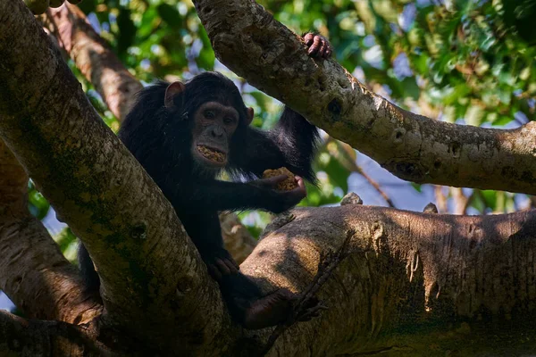 Chimpansee Pan Troglodytes Aan Boom Kibale National Park Oeganda Donker — Stockfoto