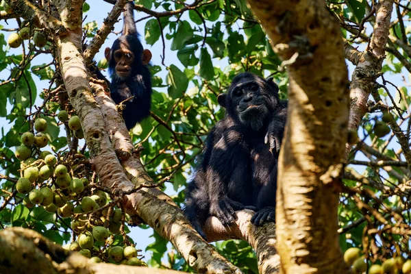 Chimpancé Pan Troglodytes Árbol Parque Nacional Kibale Uganda Bosque Oscuro —  Fotos de Stock