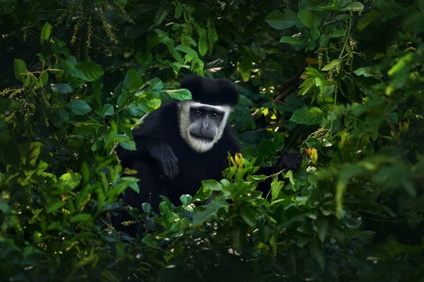 Чорно Біла Мавпа Колобуса Murchison Falls Мавпочка Східної Африки Тут — стокове фото