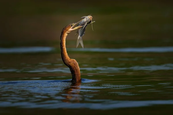 Bird Catch Behaviour African Darter Anhinga Rufa Sometimes Called Snakebird — Stockfoto