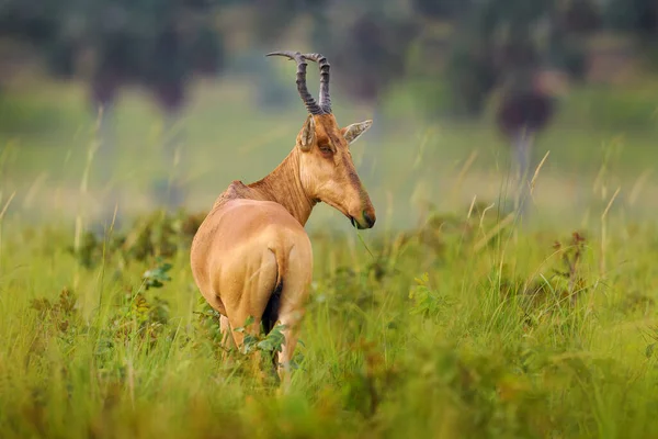 在非洲的绿色植被中 Lelwel Hartebeest Alcelaphus Buselaphus Lelwel 也被称为Jackson Hartebeest Antelope 乌干达Murchison — 图库照片