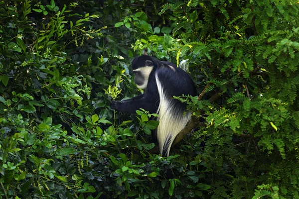 Nature Sauvage Ouganda Mantled Guereza Singe Colobus Noir Blanc Parc — Photo