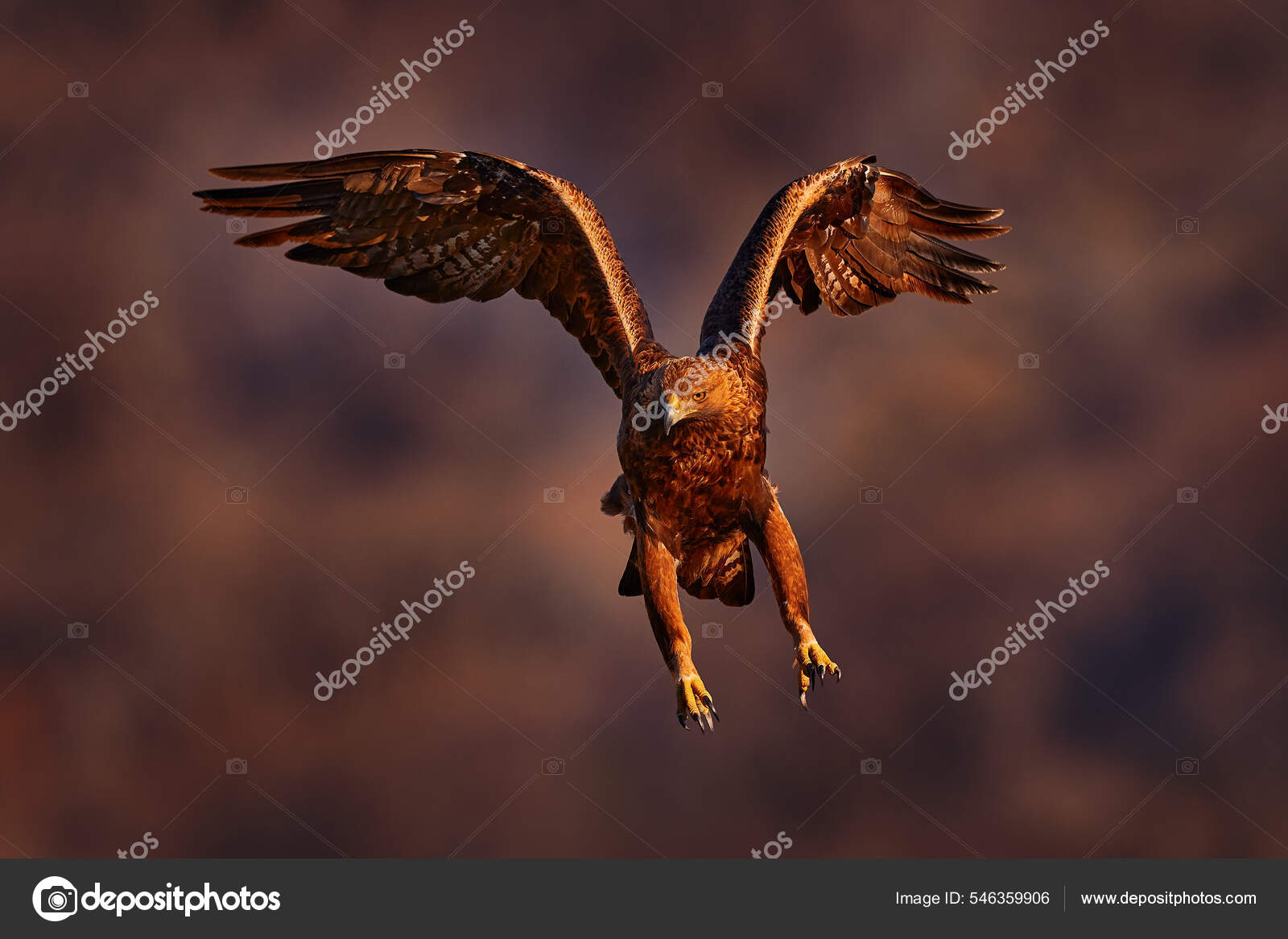 雄鹰落日东罗多佩斯和鹰一起摇滚大翼展的金鹰猎食飞行鸟冬季与雪花合影保加利亚罗得波山脉石山野生动物——