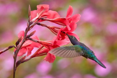 Blue hummingbird Violet Sabrewing flying next to beautiful red flower. Tinny bird fly in jungle. Wildlife in tropic Costa Rica. Two bird sucking nectar from bloom in the forest. Bird behaviour. clipart