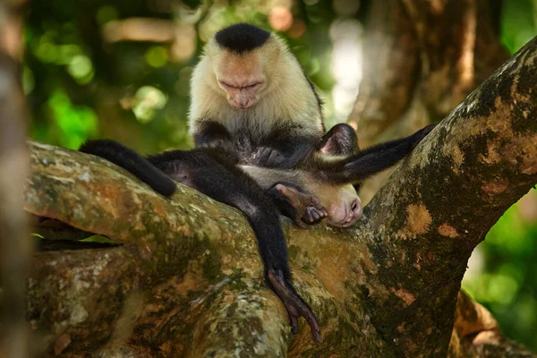 Białogłowy Kapucyn Cebus Capucinus Czarne Małpy Siedzące Gałęzi Drzewa Ciemnym — Zdjęcie stockowe