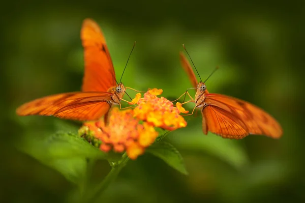 Tierwelt Costa Rica Zwei Orange Schmetterlinge Dryas Iulia Dinkel Julia — Stockfoto