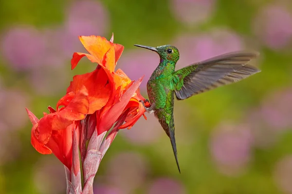Colibrí Azul Violeta Sabrewing Volando Junto Hermosa Flor Roja Pájaro —  Fotos de Stock