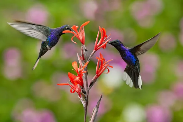 Colibrí Azul Violeta Sabrewing Volando Junto Hermosa Flor Roja Pájaro — Foto de Stock
