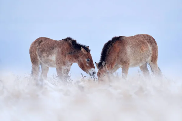 Przewalski Horse Com Céu Mágico Noite Habitat Natural Mongólia Cavalo — Fotografia de Stock