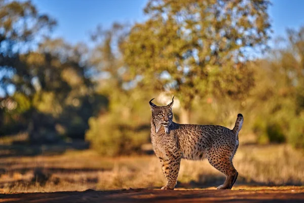 Spagna Fauna Selvatica Lince Iberica Lynx Pardinus Gatto Selvatico Endemico — Foto Stock