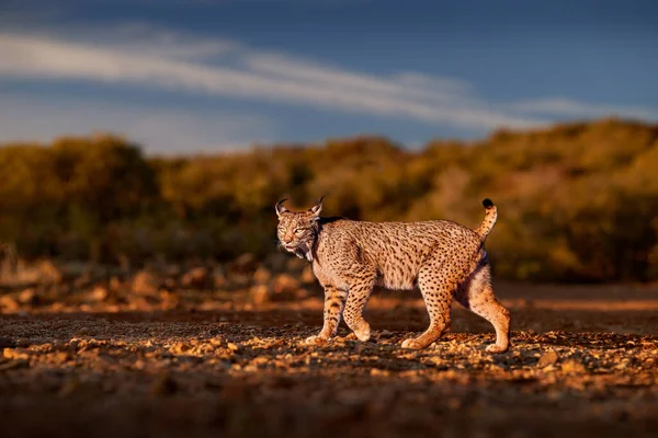 スペインの野生動物 イベリア リンクス リンクス パルディヌス ヨーロッパの野生の猫の固有種スペイン 自然の生息地で珍しい猫の散歩 スポットファーコート 夕日の光と犬の猫の猫 — ストック写真