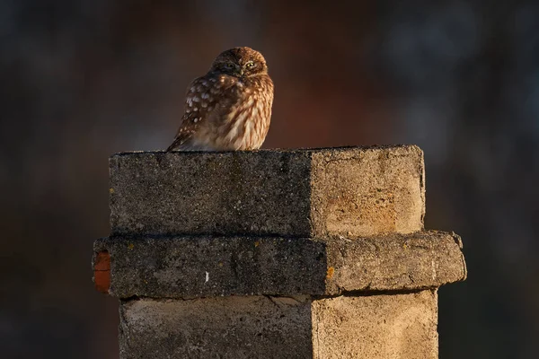 Little Owl Athene Noctua Bird Old Roof Tile Ruin Urban — Stock Photo, Image