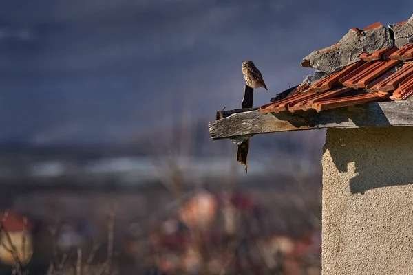 Steinkauz Abendsegler Vogel Alter Dachziegelruine Städtische Tierwelt Mit Vogel Mit — Stockfoto