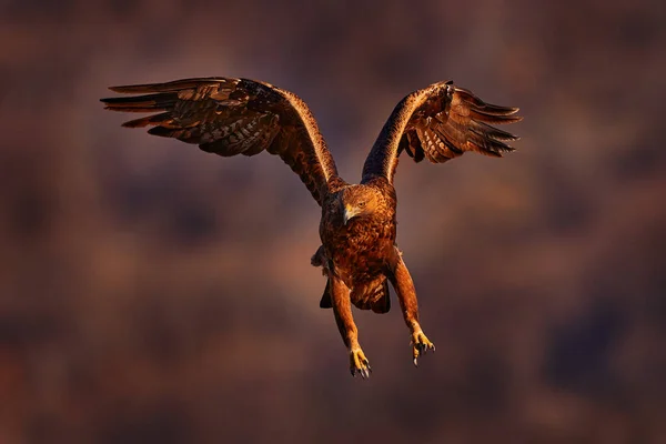 ワシの夕日 イースタン ロドスの岩に鷲がいる 冬の雪の結晶の写真 石の山 ロドペ山脈 ブルガリアの野生動物と獲物の黄金のワシの飛行鳥 — ストック写真