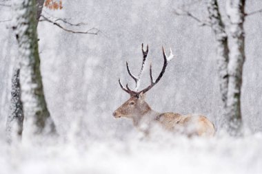 Kış yaban hayatı. Kızıl geyik, Cervus elaphus, doğal orman habitatındaki büyük hayvan. Avrupa 'daki meşe ağaçları dağında geyik, Studen Kladenc, Doğu Rhodopes, Bulgaristan. Kar hayvanı..