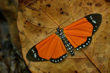 Danaus chrysippus, sade kaplan, Afrika kraliçe hükümdarı ormandaki kahverengi yaprağın üzerinde siyah turuncu kelebek, Kibale NP, Afrika 'daki Uganda. Danaus chrysippus, doğanın güzel böceği..
