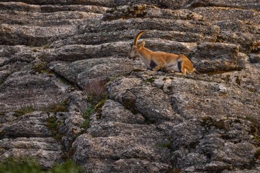 İber dağ keçisi, Capra pyrenaica, doğal yaşam alanında vahşi keçi, Endülüs, İspanya 'da El Torcal de Antequera doğa rezervi. İspanya dağ keçisi portresi dağda, Avrupa vahşi yaşam doğasında. 