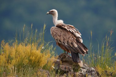 Griffon Vulture, Gyps fulvus, kayalık dağlarda oturan büyük yırtıcı kuşlar, doğa habitatı, Madzarovo, Bulgaristan, Doğu Rhodopes. Balkan 'dan vahşi yaşam. Doğadan vahşi yaşam sahnesi. Kayadaki mavi çiçek.