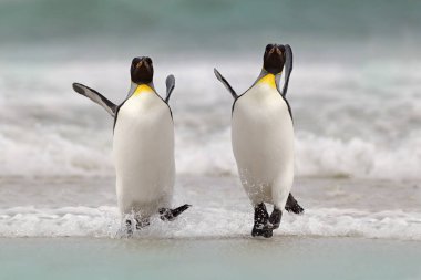 Wild bird in the water. Big King penguin jumps out of the blue water after swimming through the ocean in Falkland Island. Wildlife scene from nature. Funny image from the ocean. clipart