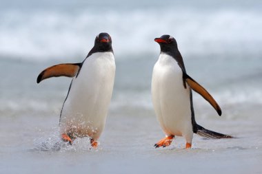 Okyanus suyunda koşan penguen. Gentoo pengueni Falkland Adası 'nda okyanusta yüzdükten sonra mavi sulardan atlıyor. Doğadan vahşi yaşam sahnesi.