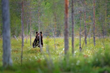 Ayakta duran ayı, arka ayaklarının üzerinde oturur, pamuklu çimlerle kaplı somerr ormanı. Doğa ormanı ve çayır yaşam alanı için tehlikeli bir hayvan. Finlandiya 'dan Rusya sınırına yakın bir vahşi yaşam sahnesi.
