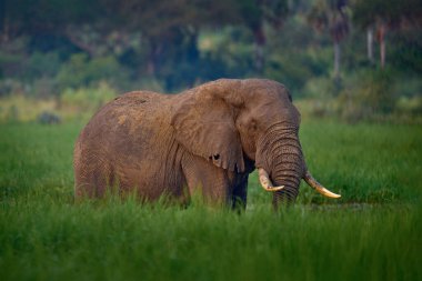 Murchison Falls NP 'deki fil, Uganda. Yeşil çimlerde büyük memeli, arka planda orman bitkileri. Fil gözlemi doğanın doğal ortamında yürür. Uganda yaban hayatı, Afrika. 