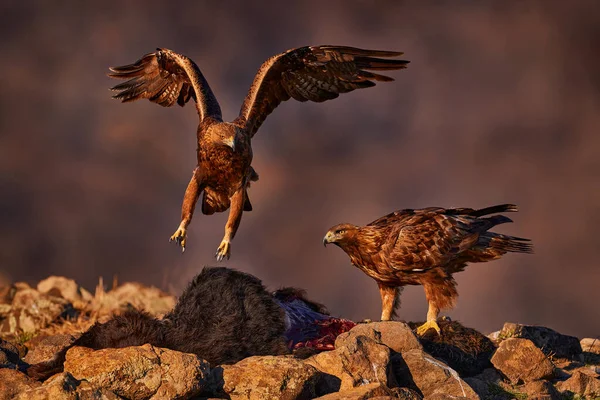 Atardecer Águila Rocas Rodopes Orientales Con Águila Aves Voladoras Presa — Foto de Stock