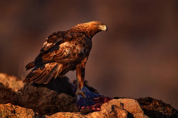 Eagle with cow calf carcass. Golden eagle, stone, Rhodopes mountain, Bulgaria. Eagle, evening light, brown bird of prey with big wingspan. Cow carcass on the rock with eagle, sunset.