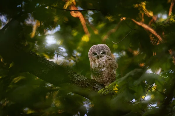 Young Towny Owl Forest Brown Owl Sitting Tree Stump Dark — Stock Photo, Image