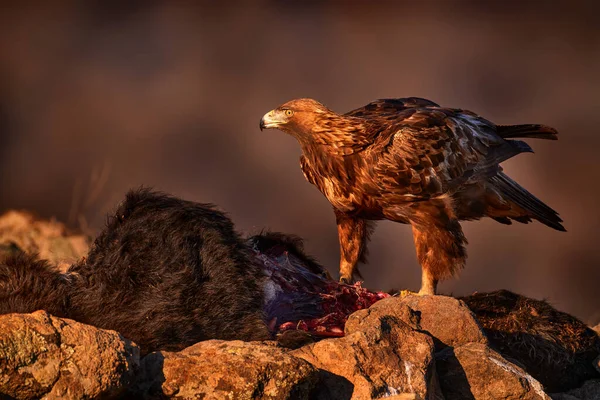 Eagle with cow calf carcass. Golden eagle, stone, Rhodopes mountain, Bulgaria. Eagle, evening light, brown bird of prey with big wingspan. Cow carcass on the rock with eagle, sunset.