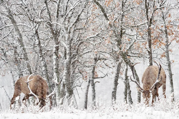 冬季野生动物 天鹅绒 大自然森林中的大型动物栖息地 位于欧洲保加利亚东罗多佩斯的Studen Kladenec橡树山上的鹿 白雪公主和两只动物 — 图库照片