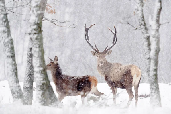 Faune Hivernale Cerf Rouge Cervus Elaphus Grand Animal Dans Habitat — Photo