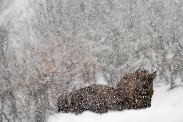 Nieve Invierno Fauna Naturaleza Bisonte Europeo Bosque Oscuro Escena Brumosa —  Fotos de Stock