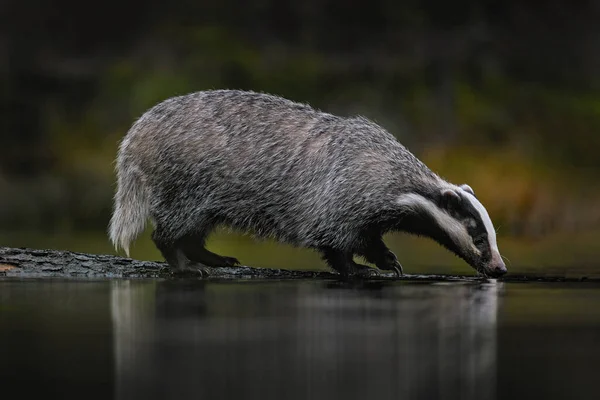Kehidupan Liar Hutan Eropa Badger Kayu Hewan Habitat Alam Jerman — Stok Foto