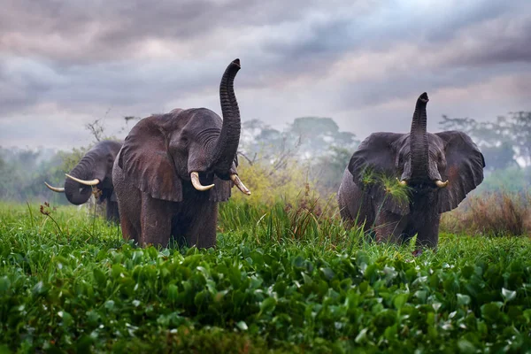 Elefante Chuva Victoria Nile Delta Elefante Murchison Falls Uganda Mamífero — Fotografia de Stock