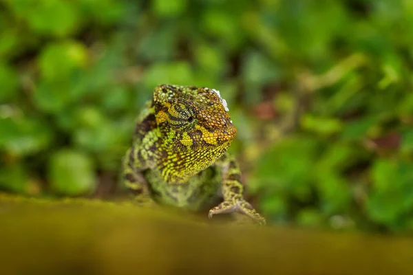 Chameleon Dall Uganda Africa Camaleonte Johnston Chamaeleo Johnstoni Passeggiando Lungo — Foto Stock