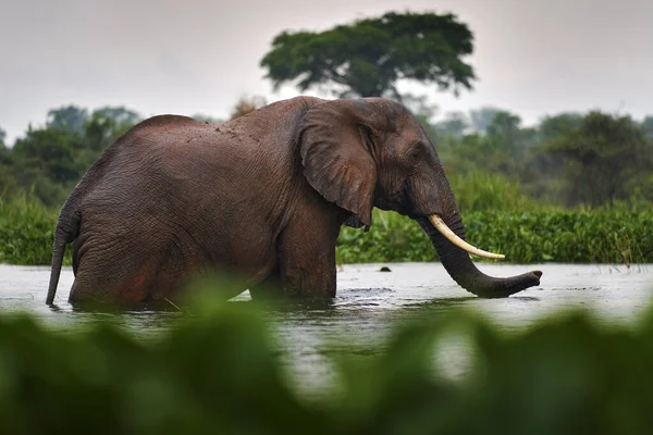 Elefante Chuva Victoria Nile Delta Elefante Murchison Falls Uganda Mamífero — Fotografia de Stock